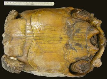 Media type: image; Herpetology R-40003